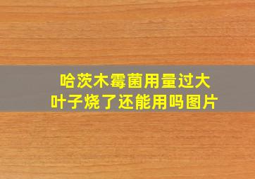 哈茨木霉菌用量过大叶子烧了还能用吗图片