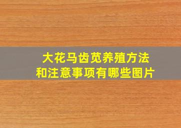 大花马齿苋养殖方法和注意事项有哪些图片