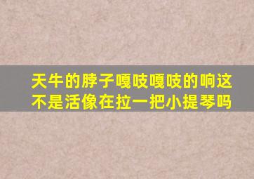 天牛的脖子嘎吱嘎吱的响这不是活像在拉一把小提琴吗