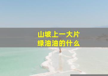 山坡上一大片绿油油的什么