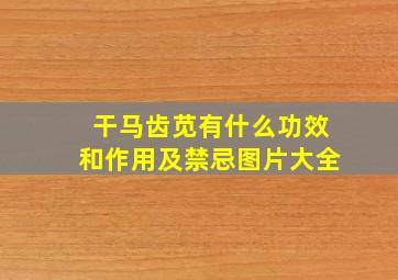 干马齿苋有什么功效和作用及禁忌图片大全