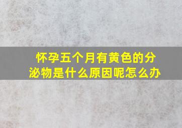 怀孕五个月有黄色的分泌物是什么原因呢怎么办