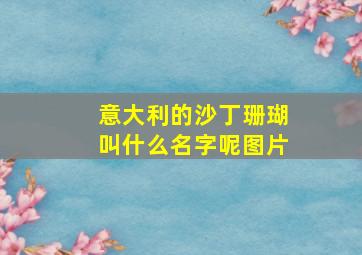 意大利的沙丁珊瑚叫什么名字呢图片