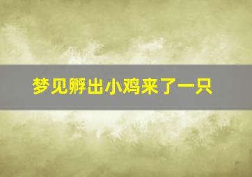 梦见孵出小鸡来了一只