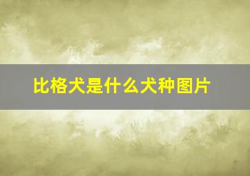 比格犬是什么犬种图片