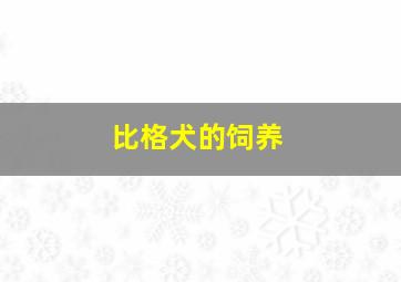 比格犬的饲养