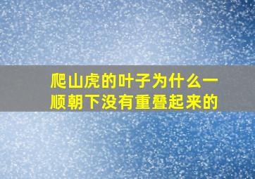 爬山虎的叶子为什么一顺朝下没有重叠起来的