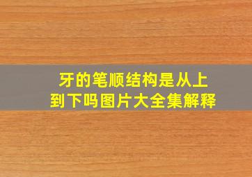 牙的笔顺结构是从上到下吗图片大全集解释