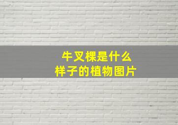 牛叉棵是什么样子的植物图片