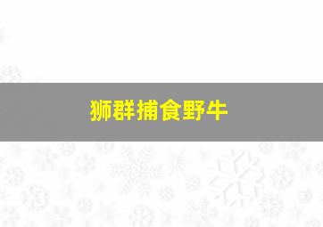 狮群捕食野牛