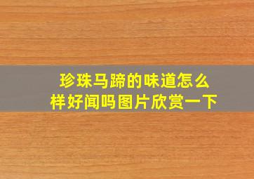 珍珠马蹄的味道怎么样好闻吗图片欣赏一下