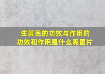 生黄芪的功效与作用的功效和作用是什么呢图片