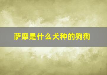 萨摩是什么犬种的狗狗