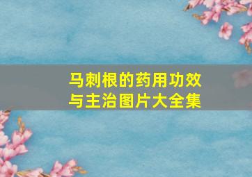 马刺根的药用功效与主治图片大全集