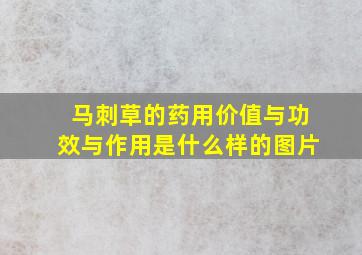 马刺草的药用价值与功效与作用是什么样的图片