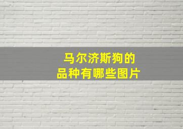 马尔济斯狗的品种有哪些图片