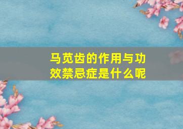 马苋齿的作用与功效禁忌症是什么呢