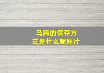 马蹄的保存方式是什么呢图片