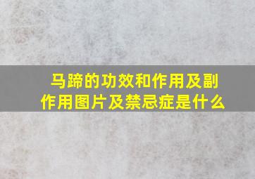 马蹄的功效和作用及副作用图片及禁忌症是什么