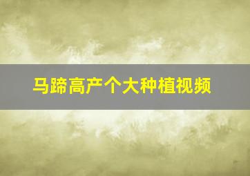 马蹄高产个大种植视频