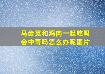 马齿苋和鸡肉一起吃吗会中毒吗怎么办呢图片