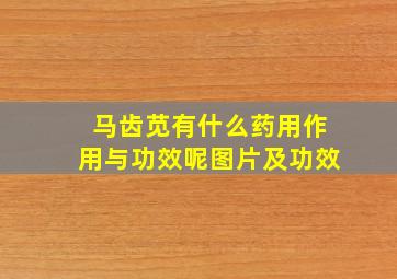 马齿苋有什么药用作用与功效呢图片及功效