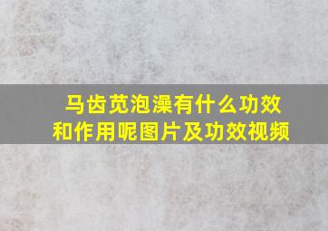 马齿苋泡澡有什么功效和作用呢图片及功效视频