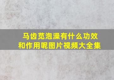 马齿苋泡澡有什么功效和作用呢图片视频大全集