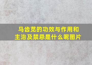 马齿苋的功效与作用和主治及禁忌是什么呢图片