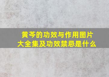 黄芩的功效与作用图片大全集及功效禁忌是什么