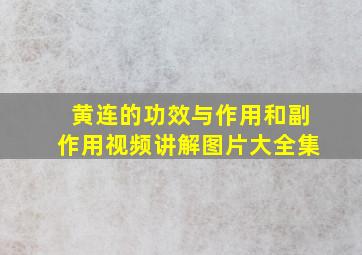 黄连的功效与作用和副作用视频讲解图片大全集